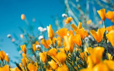 Spring Newsletter